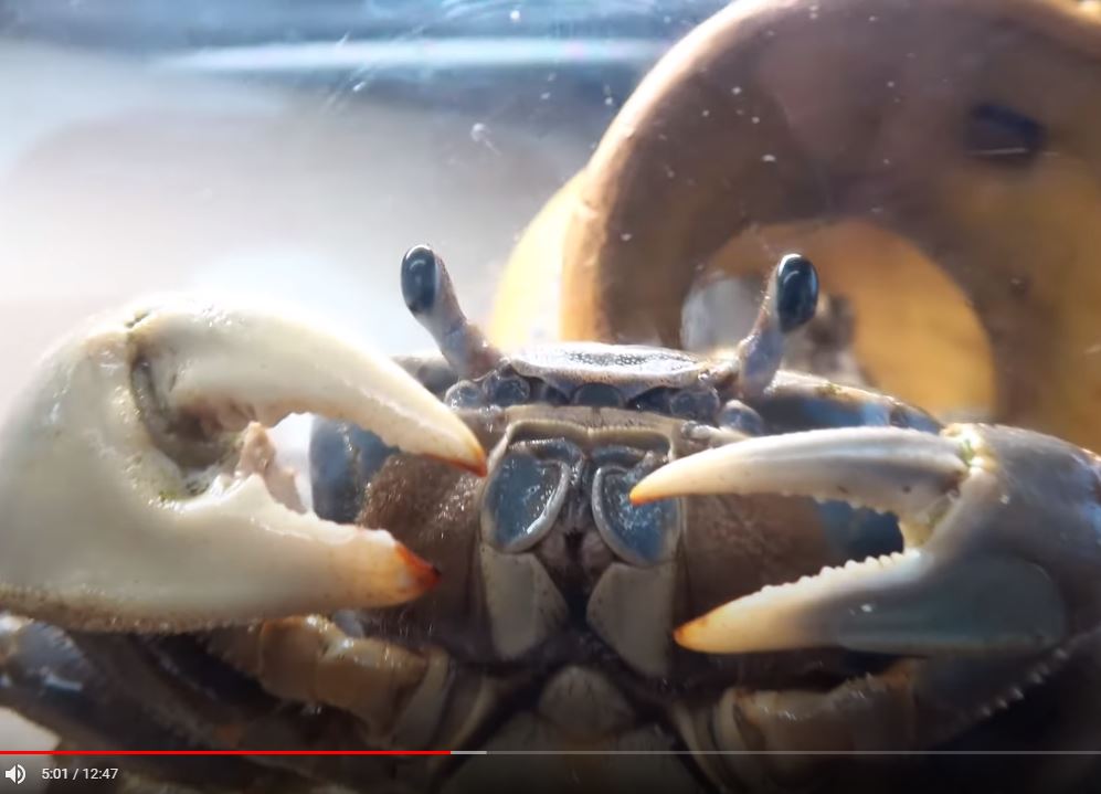 Краб продолжает удивлять