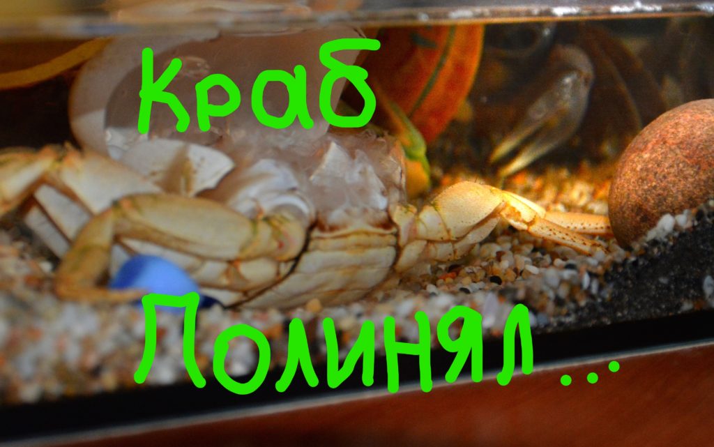 краб полинял