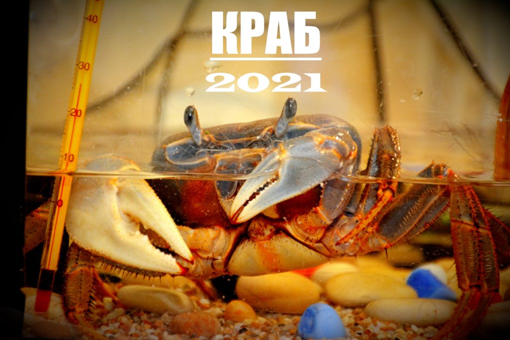 krab