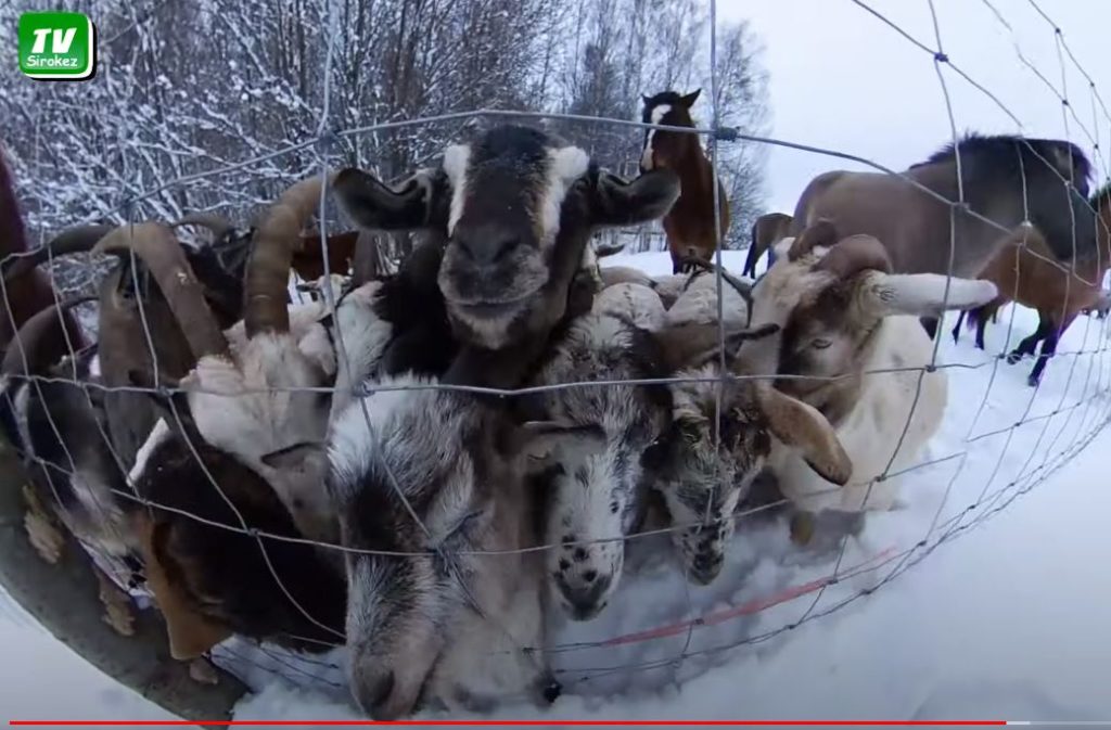 коза