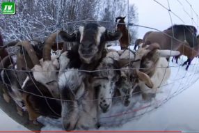Такие моменты в стаж жизни не защитываются