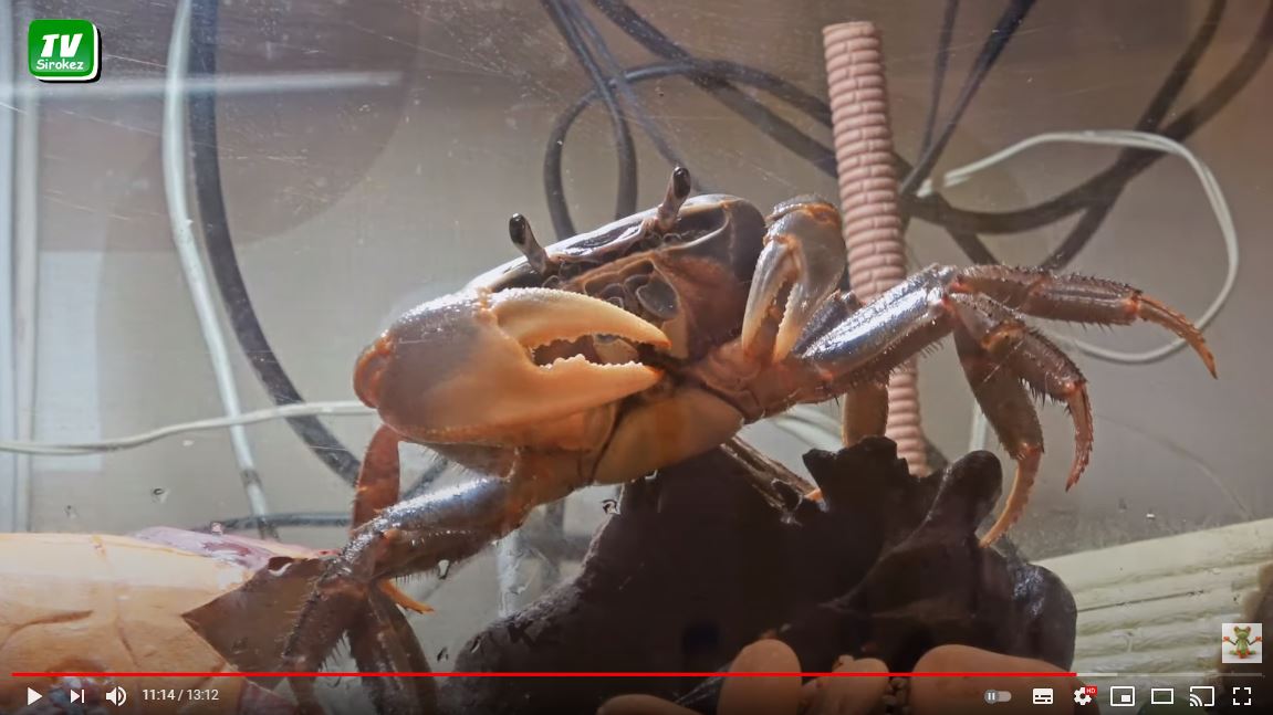 Что может быть приятнее для краба