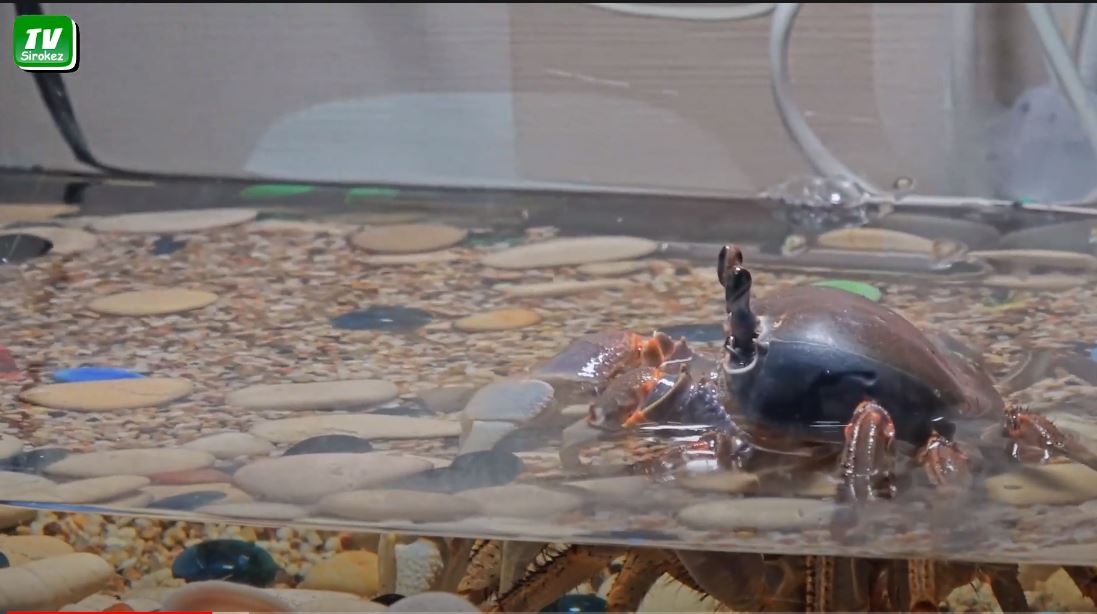 После внезапной линьки радужного краба