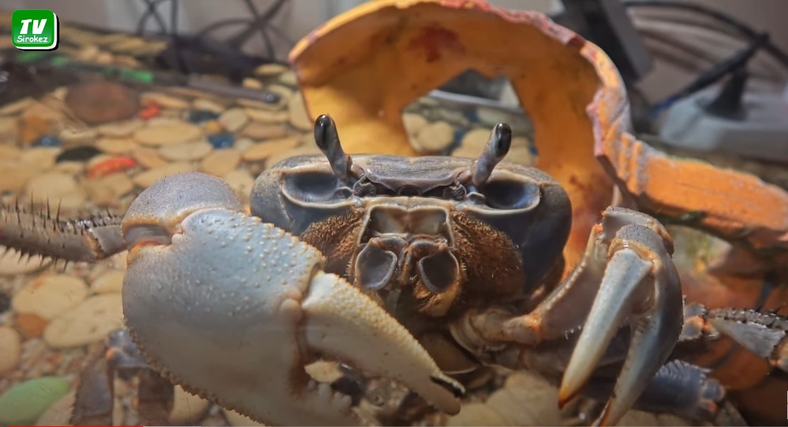 Аппетит у краба хороший