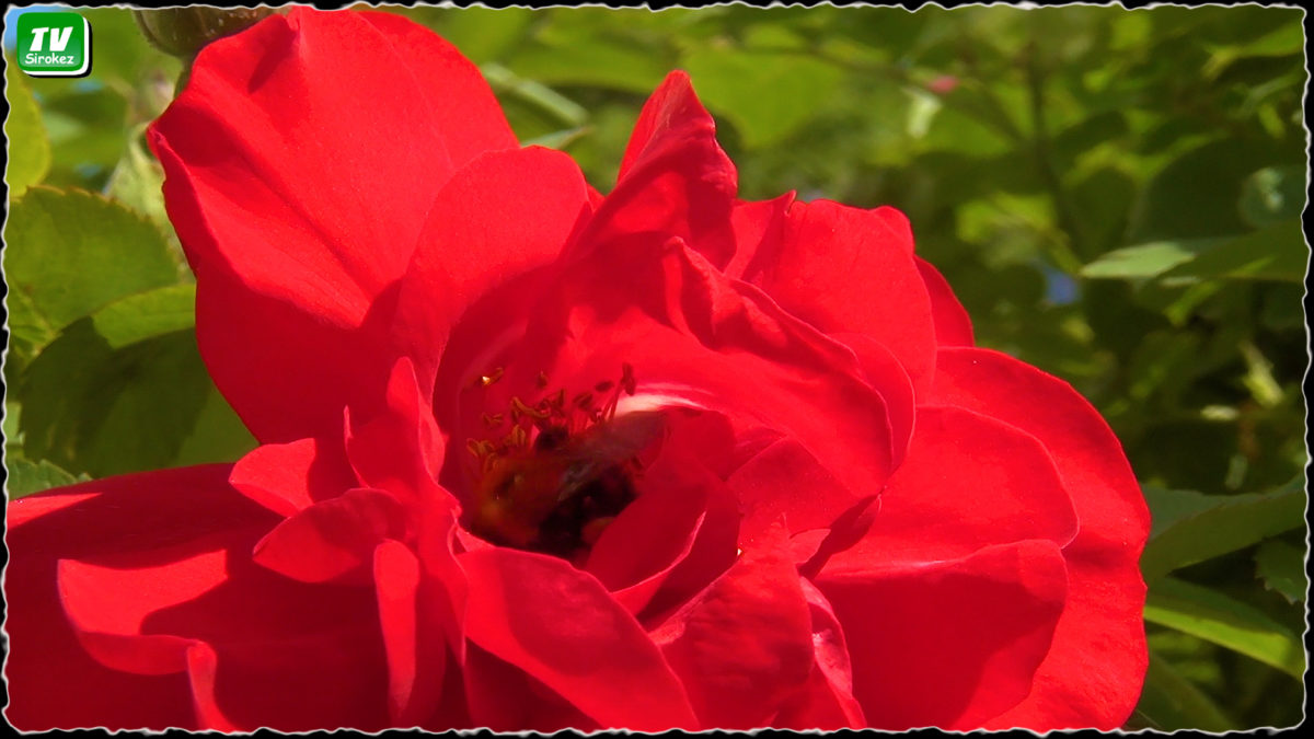 Даёшь городской парк роз