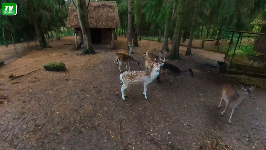 zoo