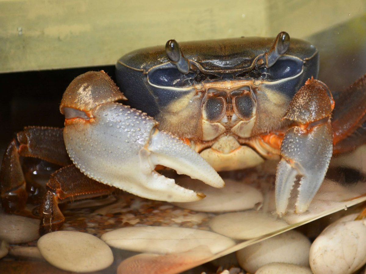 Краб передаёт привет 👍