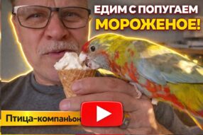 Пол года розелле в квартире — полёт нормальный