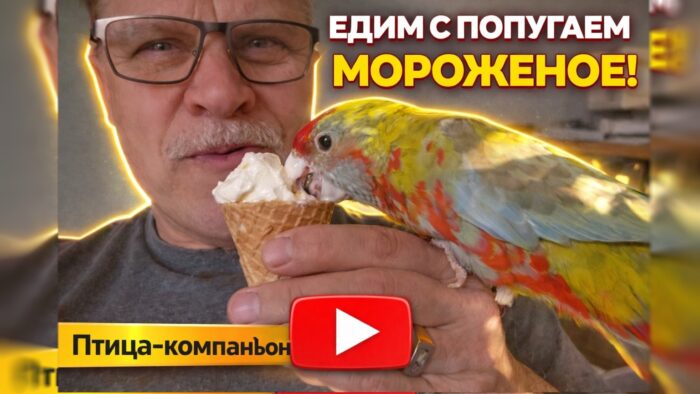 Пол года розелле в квартире — полёт нормальный